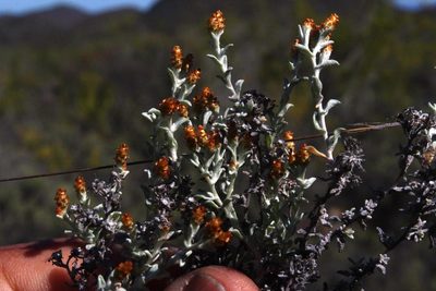 Syncarpha dregeana, photographed by Tony Rebelo