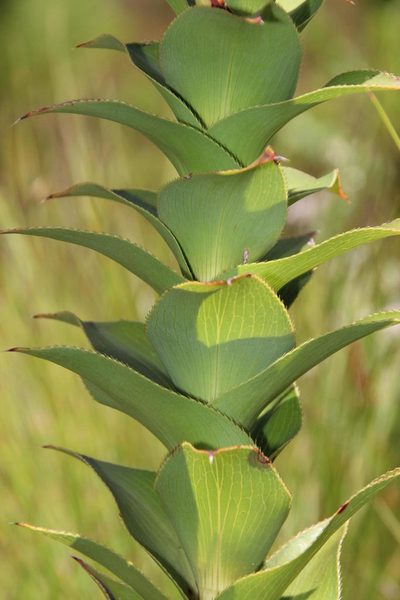 Cliffortia denticulata, photographed by Tony Rebelo
