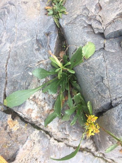 Solidago racemosa, photographed by Étienne Lacroix-Carignan