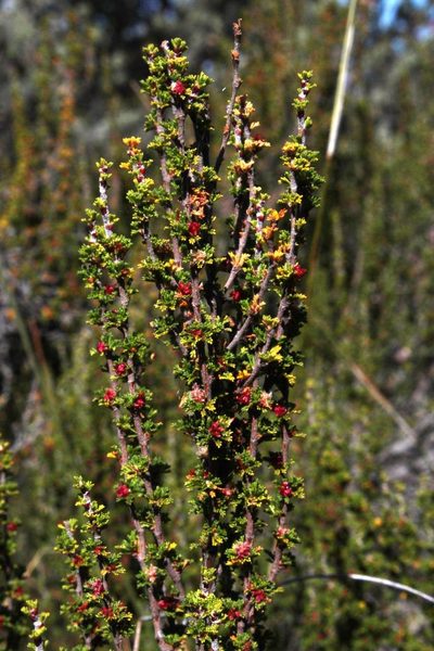 Cliffortia micrantha, photographed by Tony Rebelo