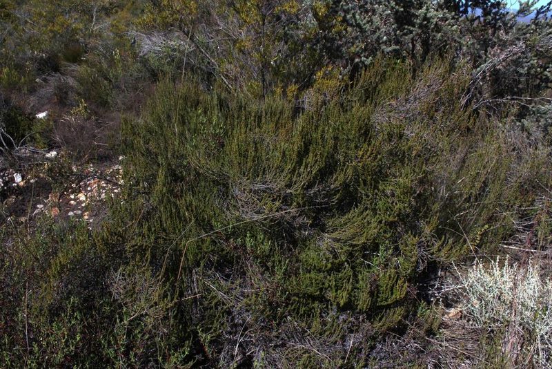 Cliffortia micrantha, photographed by Tony Rebelo