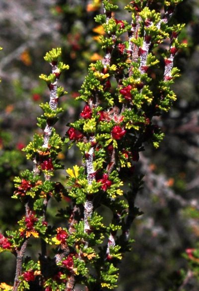 Cliffortia micrantha, photographed by Tony Rebelo