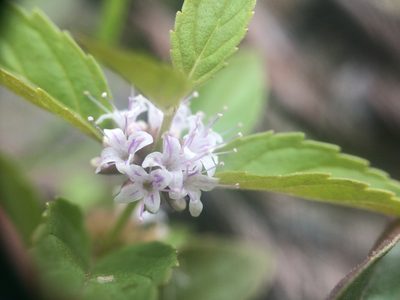 Mentha canadensis, photographed by Étienne Lacroix-Carignan