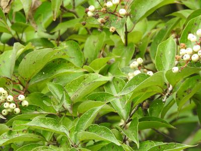 Cornus racemosa, photographed by sudomir