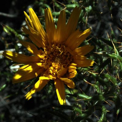 Berkheya angustifolia, photographed by Tony Rebelo