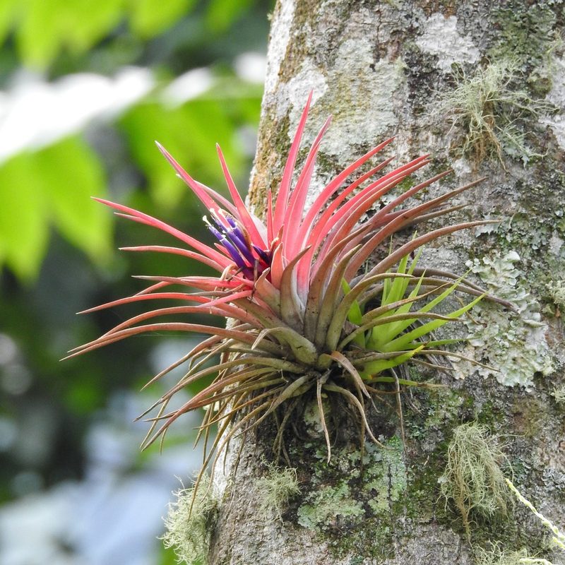 Tillandsia velutina, photographed by Matteo Cassella