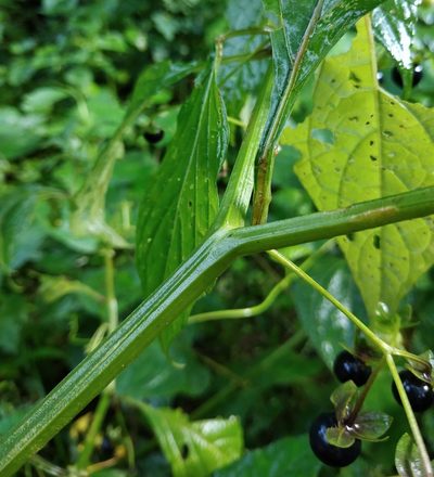 Jaltomata procumbens, photographed by Matteo Cassella