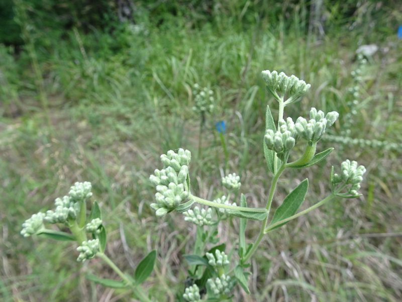Eupatorium altissimum, photographed by Thomas Koffel