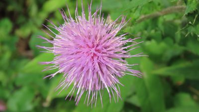 Cirsium altissimum, photographed by Jason Swanson