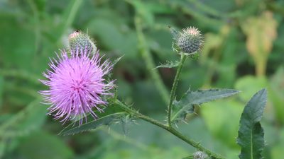 Cirsium altissimum, photographed by Jason Swanson