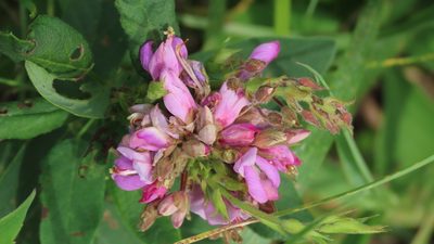 Desmodium canadense, photographed by Jason Swanson