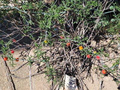 Ibervillea tenuisecta, photographed by Martin Havran