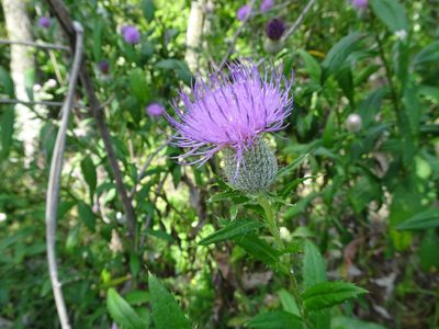 Cirsium altissimum, photographed by Thomas Koffel