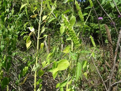 Agastache nepetoides, photographed by Thomas Koffel