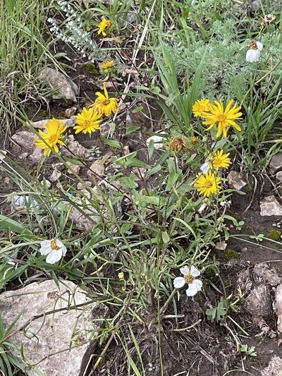 Grindelia scabra, photographed by CK2AZ