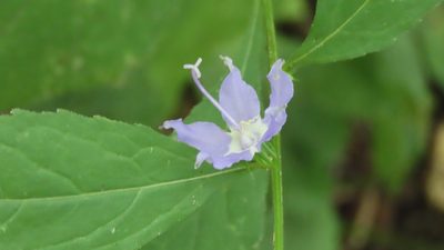 Campanula americana, photographed by Jason Swanson