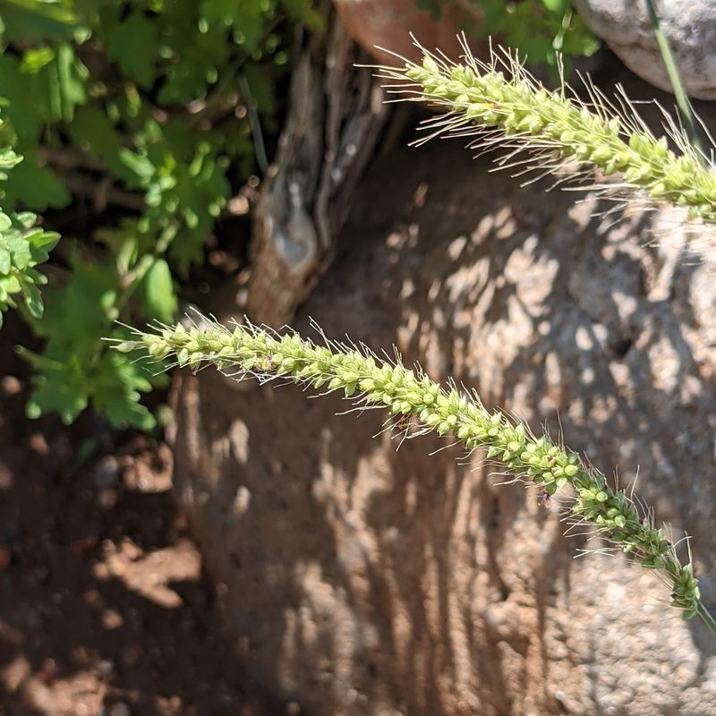 Setaria leucopila, photographed by Dominic Gentilcore