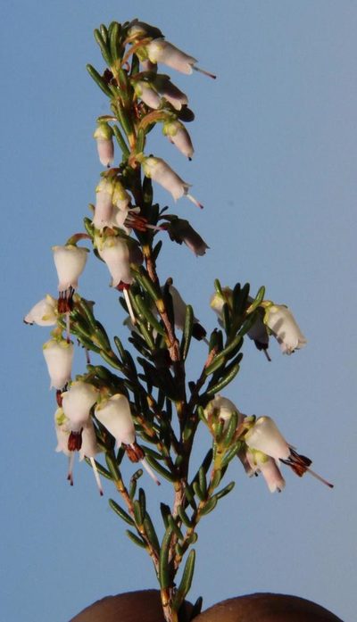 Erica simulans, photographed by Tony Rebelo
