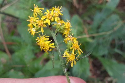 Solidago hispida, photographed by Quinten Wiegersma