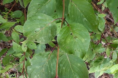 Cornus rugosa, photographed by Quinten Wiegersma