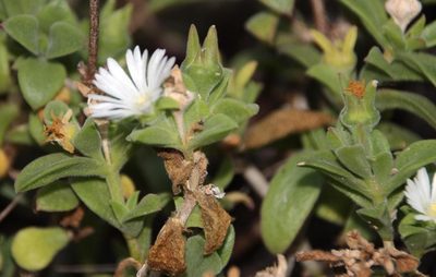 Delosperma ecklonis, photographed by Tony Rebelo