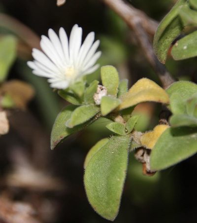 Delosperma ecklonis, photographed by Tony Rebelo