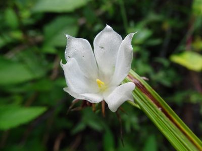 Cipura campanulata, photographed by Alexis López Hernández