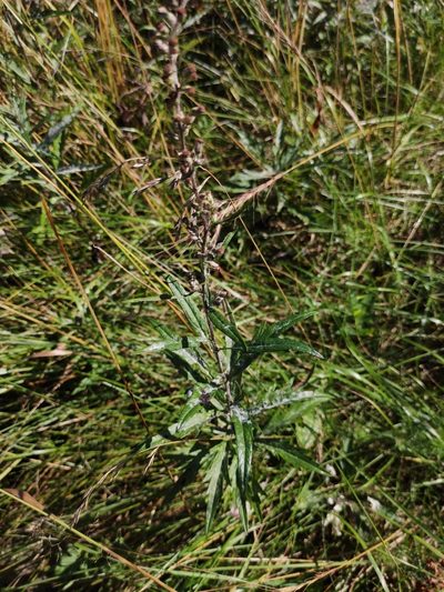 Artemisia integrifolia, photographed by Юлия