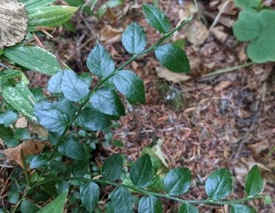 Vaccinium scoparium, photographed by Brodie Cass Talbott
