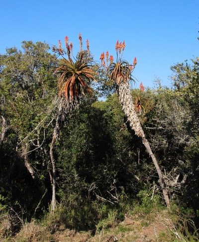 Aloe pluridens, photographed by Tony Rebelo