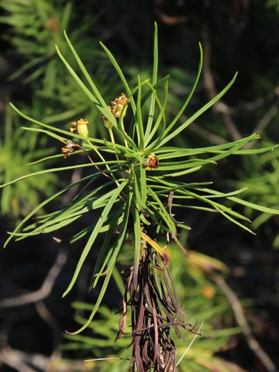 Euryops brevipapposus, photographed by Tony Rebelo