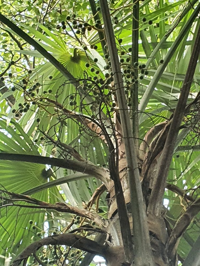 Coccothrinax argentea, photographed by Yolanda M. Leon
