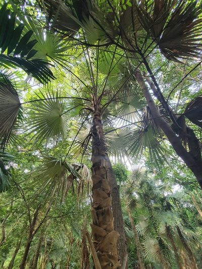 Coccothrinax argentea, photographed by Yolanda M. Leon