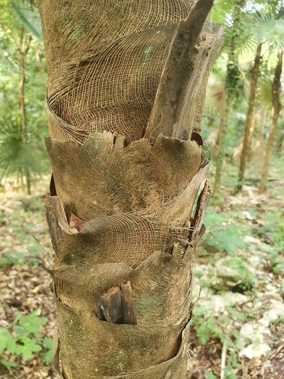 Coccothrinax argentea, photographed by Yolanda M. Leon