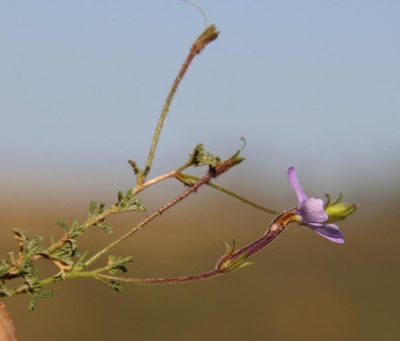 Jamesbrittenia pinnatifida, photographed by Tony Rebelo