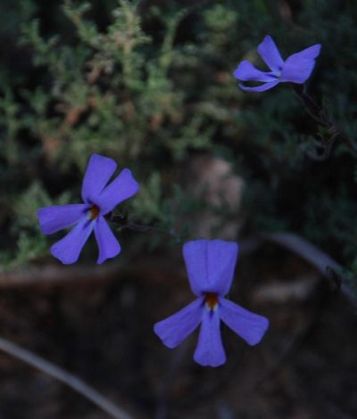 Jamesbrittenia pinnatifida, photographed by Tony Rebelo