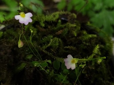 Utricularia striatula, photographed by Vijay Karthick