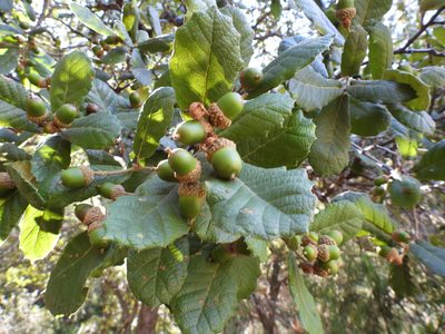 Quercus greggii, photographed by Leticia Jiménez Hernández