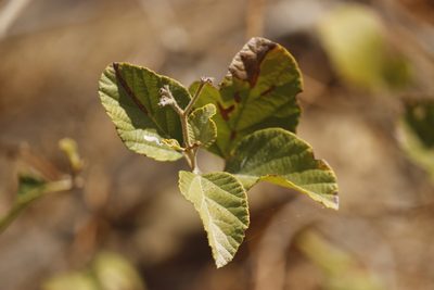 Cordia lutea, photographed by Ruth Gutiérrez Oliveros