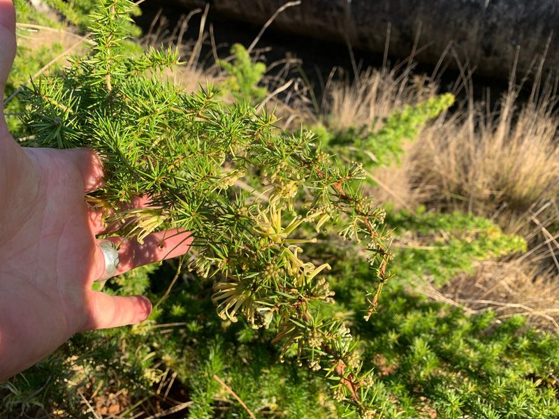 Grevillea juniperina, photographed by Lukas Clews