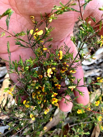 Dillwynia tenuifolia, photographed by Lukas Clews