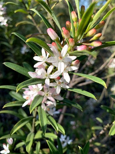 Philotheca myoporoides, photographed by Lukas Clews