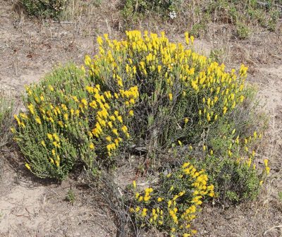 Pteronia glomerata, photographed by Tony Rebelo