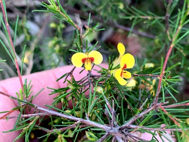 Dillwynia tenuifolia, photographed by Lukas Clews