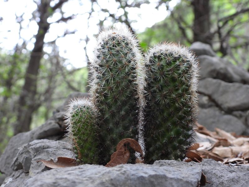 Mammillaria pilispina, photographed by Leticia Jiménez Hernández