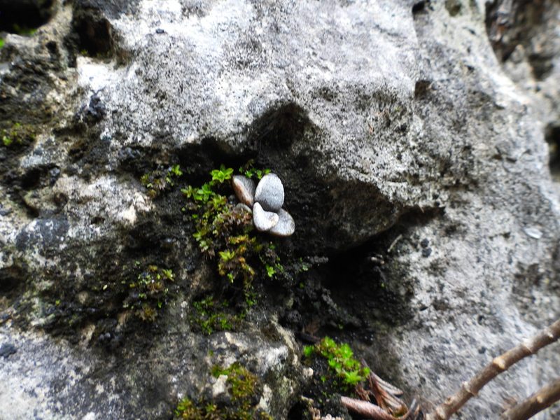 Lenophyllum guttatum, photographed by Leticia Jiménez Hernández