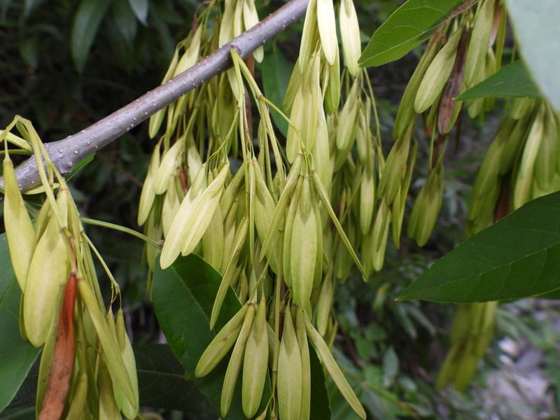 Fraxinus cuspidata, photographed by Leticia Jiménez Hernández