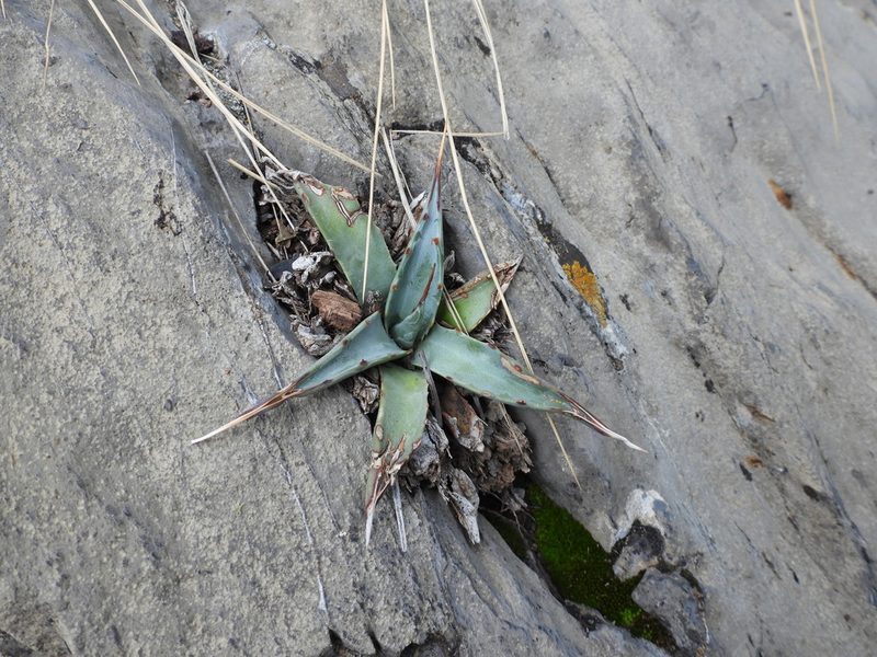 Agave asperrima, photographed by Leticia Jiménez Hernández