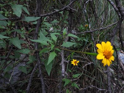 Heliopsis parvifolia, photographed by Leticia Jiménez Hernández