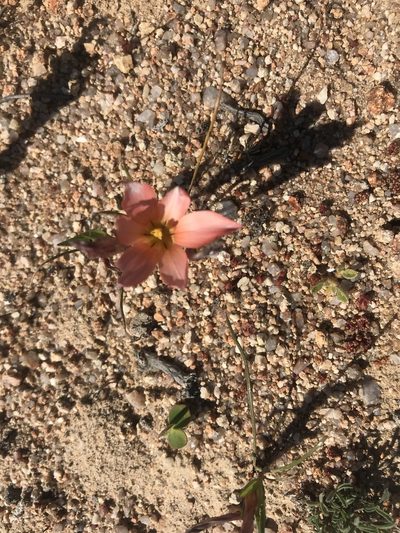 Romulea namaquensis, photographed by Sam McCarren